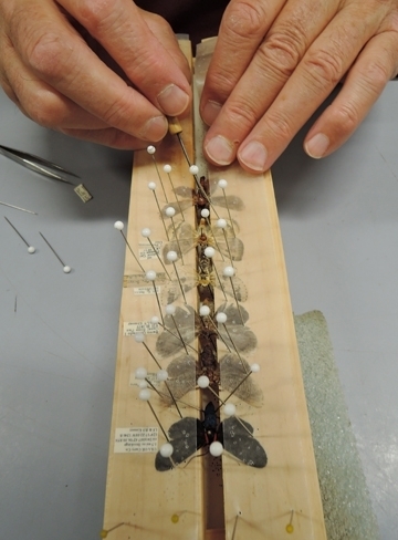 Close-up of moth specimen preparation. (Photo by Kathy Keatley Garvey)
