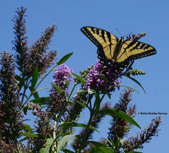A Western Tiger Swallowtail, Papilio rutulus, at the very top of a butterfly bush, Buddleia davidii. (Photo by Kathy Keatley Garvey)
