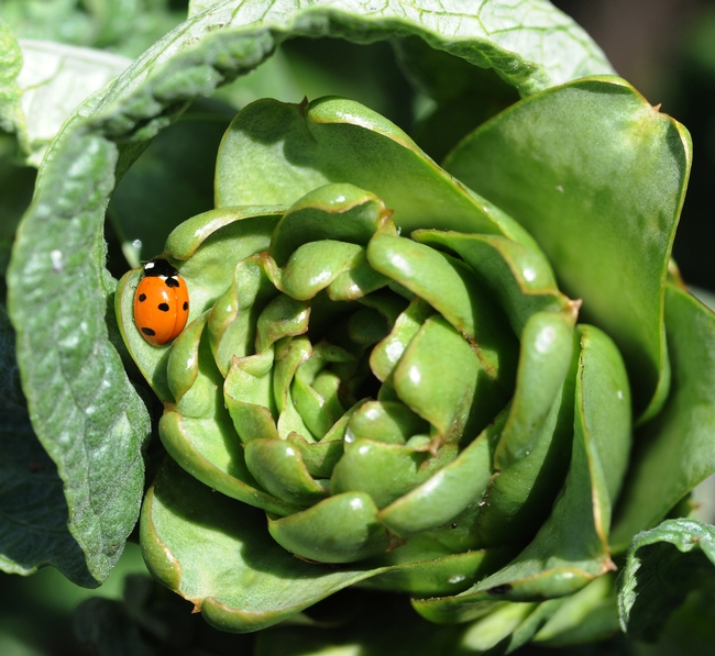 Ladybug looking for food on an artichoke. (Photo by Kathy Keatley Garvey)