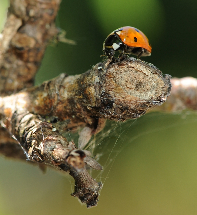 Ladybug munching aphids on the limb of a nectarine tree. (Photo by Kathy Keatley Garvey)