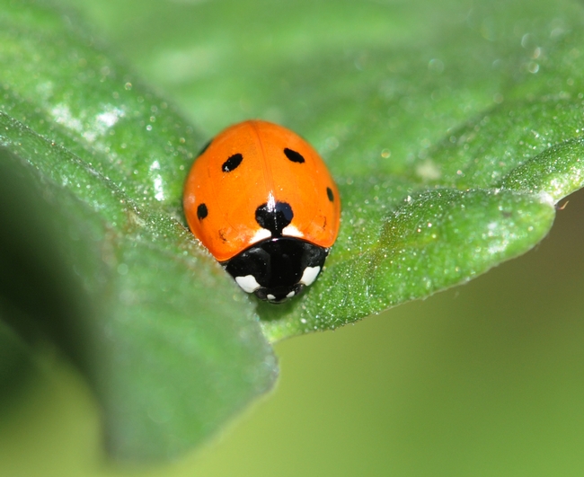 Ladybug looking for aphids in all the right places. (Photo by Kathy Keatley Garvey)