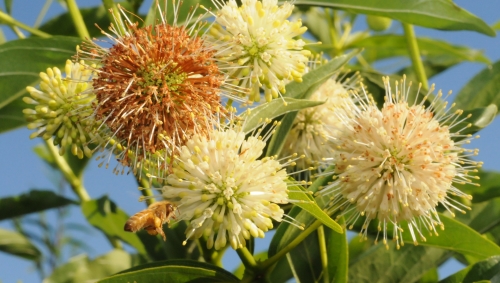 A honey bee heads for the colorful button-willows (Cephalanthus occidentalis).(Photo by Kathy Keatley Garvey)