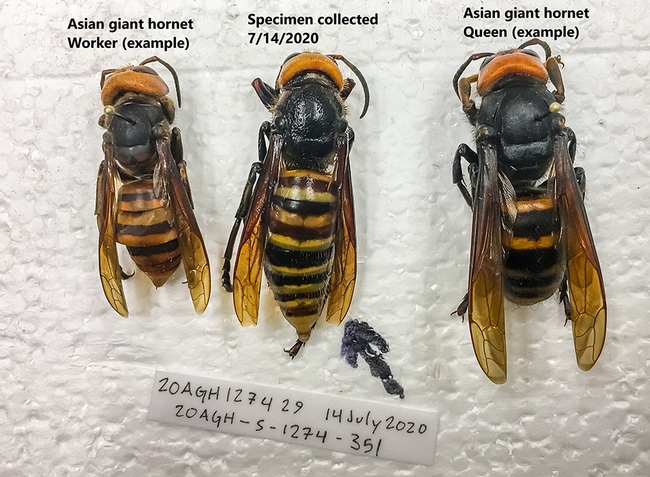 These Asian giant hornet images from the Washington State Department of Agriculture shows (from left), an example of a worker; the specimen collected July 14; an example of the queen.