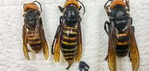 These Asian giant hornet images from the Washington State Department of Agriculture shows (from left), an example of a worker; the specimen collected July 14; an example of the queen. for Bug Squad Blog