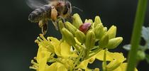A honey bee encounters a lady beetle, aka ladybug, on mustard. (Photo by Kathy Keatley Garvey) for Bug Squad Blog