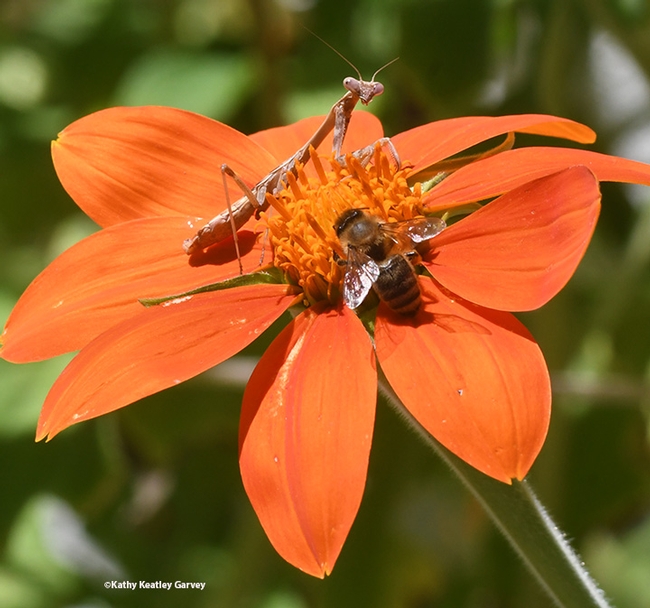 Double Occupancy: The praying mantis and honey bee share the Mexican sunflower. (Photo by Kathy Keatley Garvey)
