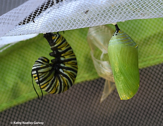 A monarch caterpillar j'ing; soon it will be a chrysalis. (Photo by Kathy Keatley Garvey)