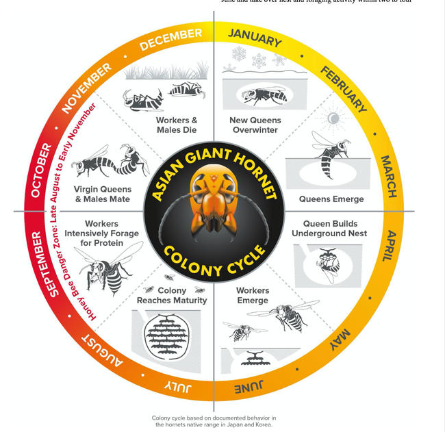 Screen shot of the life cycle that appears in the WSU Extension fact sheet on the Asian giant hornet, Vespa mandarinia. (Courtesy of WSU)