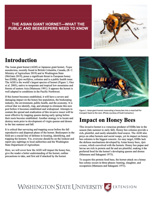 Washington State University Extension has published this updated fact-sheet on the Asian giant hornet,  Vespa mandarinia.