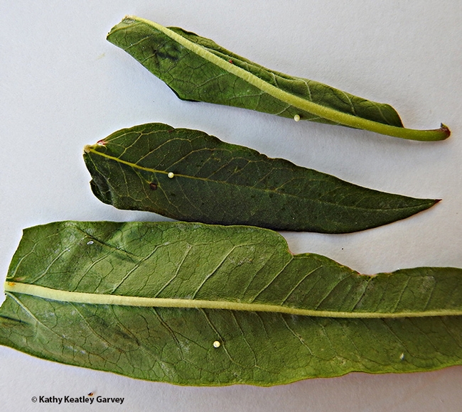 Three monarch eggs, one on each milkweed leaf (tropical milkweed Asclepias curassavica). (Photo by Kathy Keatley Garvey)