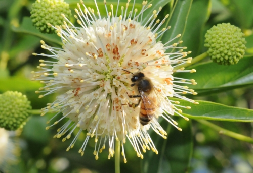 A honey bee on a willow-button (Cephalanthus occidentalis) in Yolo County. (Photo by Kathy Keatley Garvey)