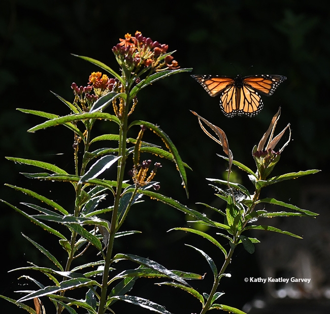 A monarch butterfly, looking like a stained glass window, rises from a tropical milkweed, Asclepias curassavica, on Aug. 7 in Vacaville, Calif. (Photo by Kathy Keatley Garvey)