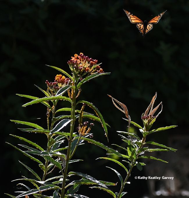 Up, up and away. The monarch rises from a tropical milkweed, Asclepias curassavica, on Aug. 7 in Vacaville, Calif. (Photo by Kathy Keatley Garvey)