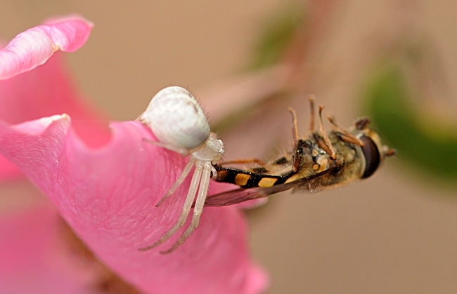 Crab spider nails a flower fly in the Haagen-Dazs Honey Bee Haven. (Photo by Kathy Keatley Garvey)