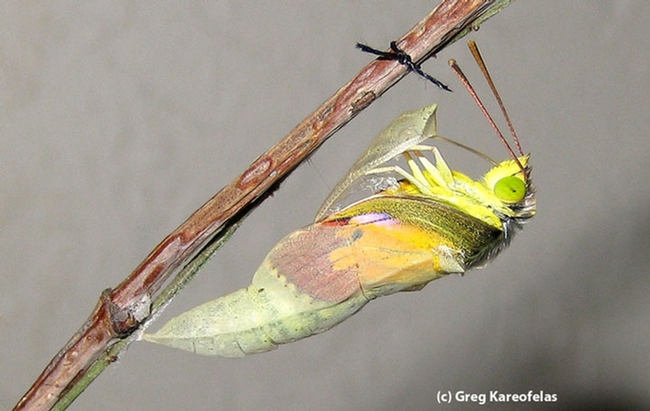 This is the chrysalis of the California dogface butterfly reared by naturalist Greg Kareofelas of Davis. (Photo by Greg Kareofelas)