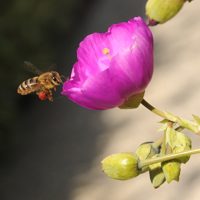 Pollen-packing honey bee heading toward a rock purslane. (Photo by Kathy Keatley Garvey)