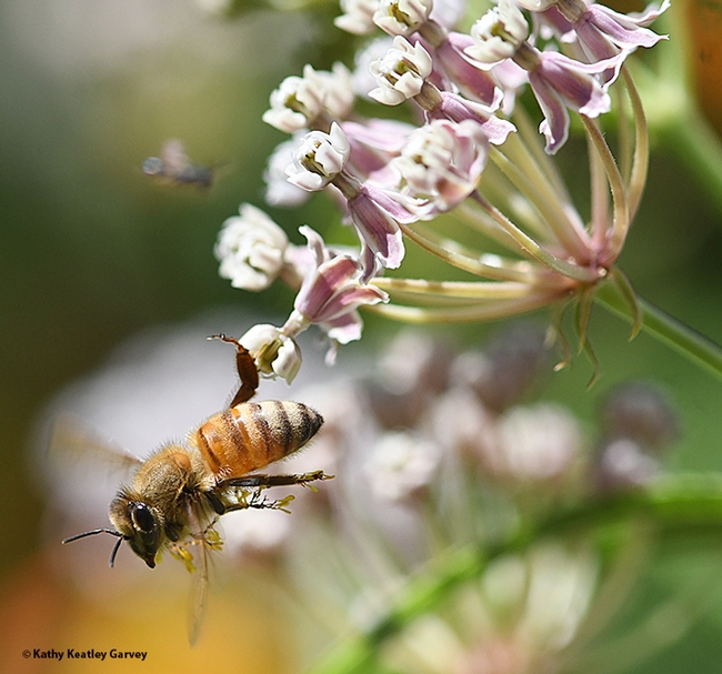 Almost free! A honey bee works to free herself from the sticky nectar trough of a milkweed plant, Asclepias fascicularis. (Photo by Kathy Keatley Garvey)