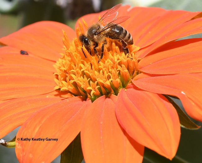 A honey bee nectaring on a Mexican sunflower, Tithonia. (Photo by Kathy Keatley Garvey)