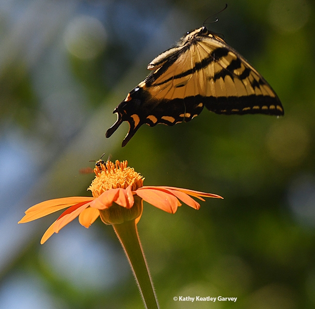 I'm coming for you! The male territorial bee roars up over the Mexican sunflower as the Western Tiger Swallowtail scrambles for safety. (Photo by Kathy Keatley Garvey)
