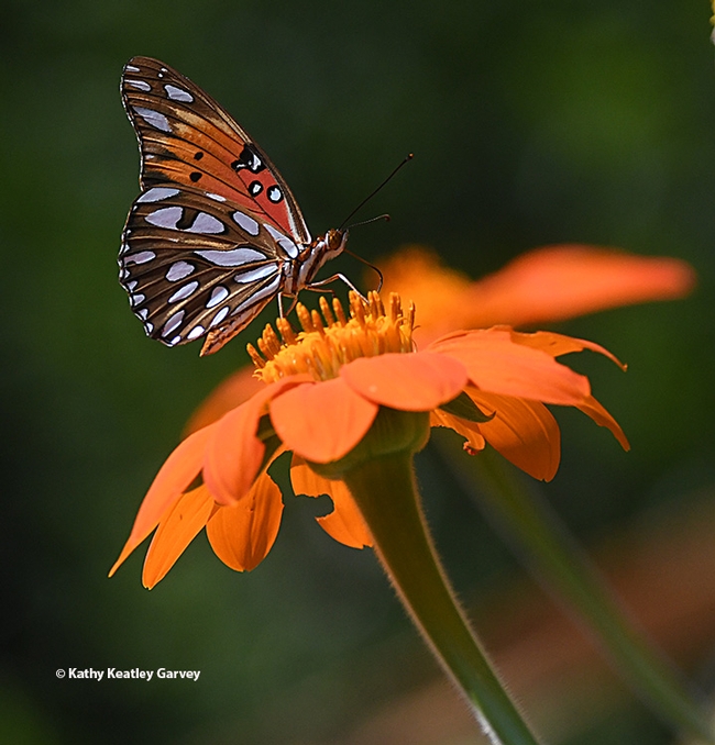 A Gulf Fritillary butterfly, Agraulis vanillae, nectaring on a Mexican sunflower, Tithonia rotundifolia, in Vacaville, Calif. (Photo by Kathy Keatley Garvey)