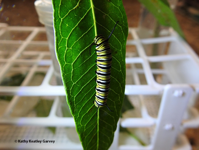 This third instar caterpillar rests on a leaf in its new environment. It was just removed from a lidded container--lidded to keep the milkweed leaf damp. Otherwise, it will dry out. (Photo by Kathy Keatley Garvey)