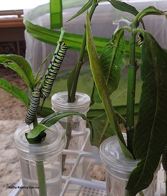 Three monarch caterpillars munching away on milkweed. Two of the 'cats just encountered one another. (Photo by Kathy Keatley Garvey)