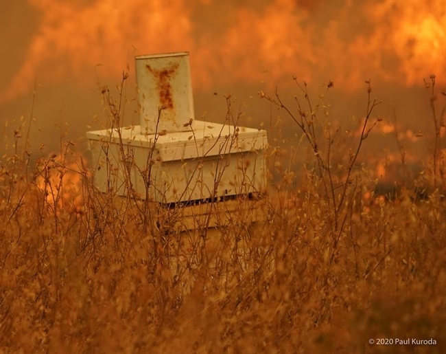 Fire rages towards Clay's Bees during the Vacaville Fire. (Image courtesy of Paul Kuroda, used with permission)