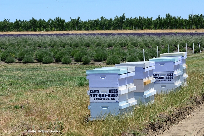 These are Clay's Bees at a lavender farm in nearby Dixon. This image was taken in June 2019 during Lavender Day. (Photo by Kathy Keatley Garvey)