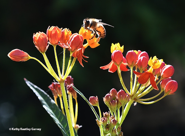 A honey bee forages on tropical milkweed, Asclepias curassavica, in a Vacaville pollinator garden on July 27. (Photo by Kathy Keatley Garvey)
