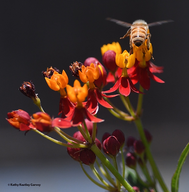 Honey bee takes flight, returning to her colony. (Photo by Kathy Keatley Garvey)