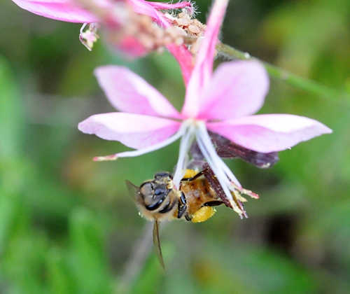 The honey bee gathers pollen from a gaura. (Photo by Kathy Keatley Garvey)