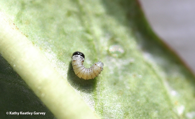 After hatching from egg to larva (caterpillar), it eats its shell and then begins munching on milkweed. (Photo by Kathy Keatley Garvey)
