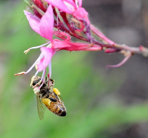 The honey bee dangles from a gaura. And, no net below! (Photo by Kathy Keatley Garvey)