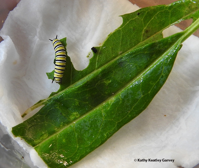 The monarch caterpillar munches milkweed; it will go through  five instars. (Photo by Kathy Keatley Garvey)