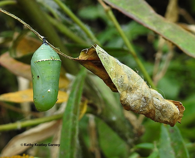 The jade-green monarch chrysalis is one of nature's jewels. (Photo by Kathy Keatley Garvey)