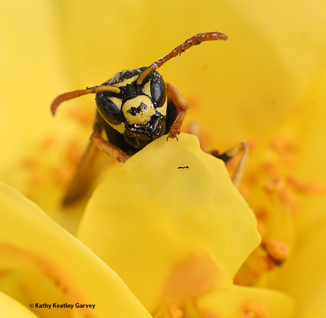 A European paper wasp, Polistes dominula, peers between the petals of a yellow rose. (Photo by Kathy Keatley Garvey)