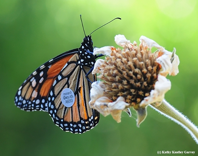 This migrating monarch flew from a vineyard in Ashland, Ore. to a garden in Vacaville, Calif. in 2016. This amounted to  285 miles in seven days or about 40.7 miles per day, according to WSU entomologist David James, who studies migratory monarchs.(Photo by Kathy Keatley Garvey)
