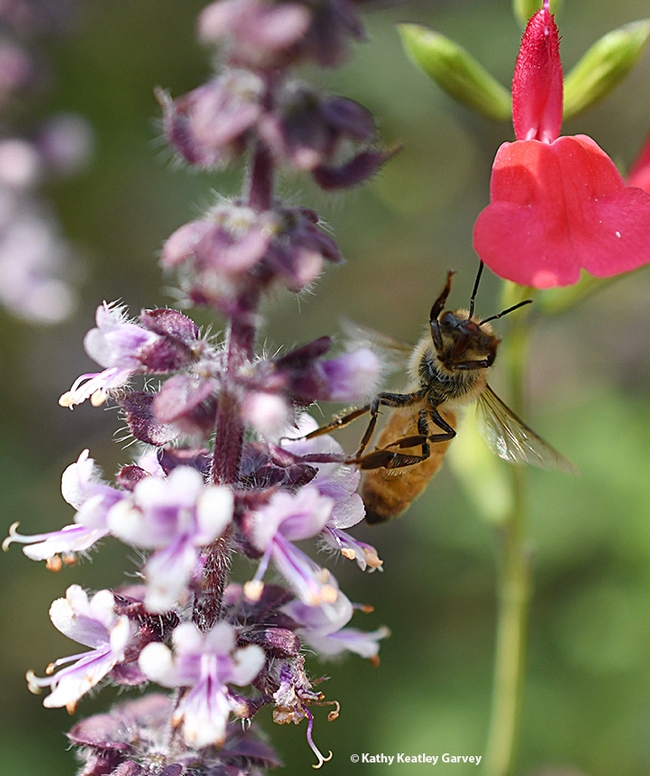 The honey bee pulls its proboscis back in and is leaving the African blue basil. (Photo by Kathy Keatley Garvey)