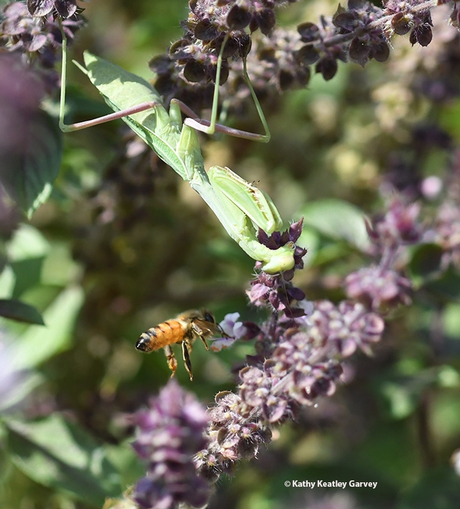 The honey bee, intent on gathering nectar, doesn't notice a praying mantis in her flight zone. (Photo by Kathy Keatley Garvey)