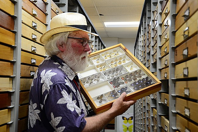 The Bohart Museum of Entomology houses nearly eight million insect specimens. Here lepidopterist Robert Michael Pyle holds one drawer and looks for others. (Photo by Kathy Keatley Garvey)