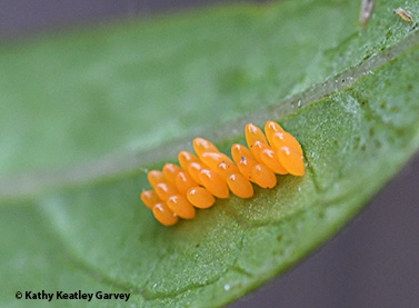 Eggs of a lady beetle, aka ladybug. (Photo by Kathy Keatley Garvey)