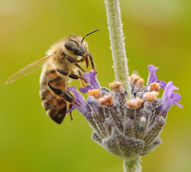 Honey bee nectaring on lavender. A UCSF team just discovered four new honey bee viruses. (Photo by Kathy Keatley Garvey)