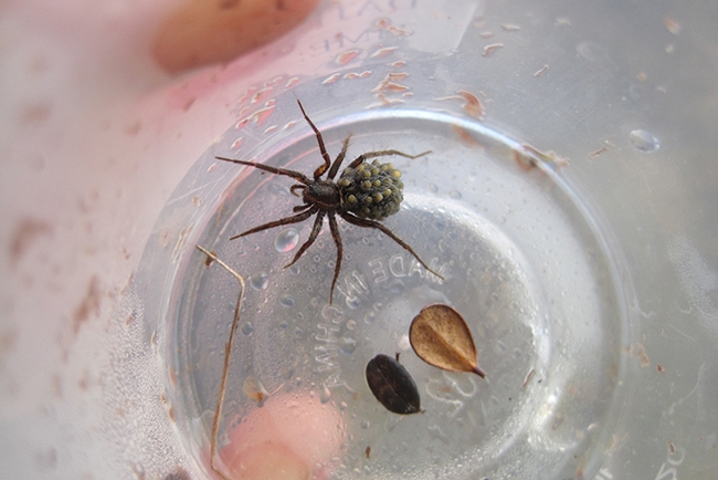 Global change ecologist Amanda Koltz took this image of a wolf spider and offspring. She will discuss wolf spiders in the UC Davis virtual seminar on Oct. 14.