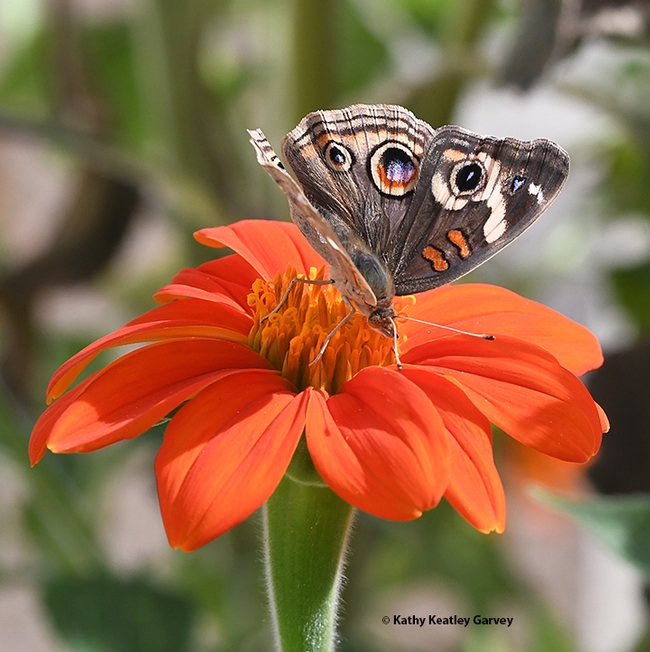 A Buckeye butterfly can't get enough of the nectar of the Mexican sunflower, Tithonia rotundifolia. (Photo by Kathy Keatley Garvey)
