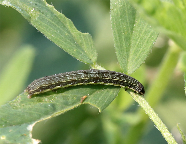 This is a Western yellow-striped armyworm, a pest of alfalfa
