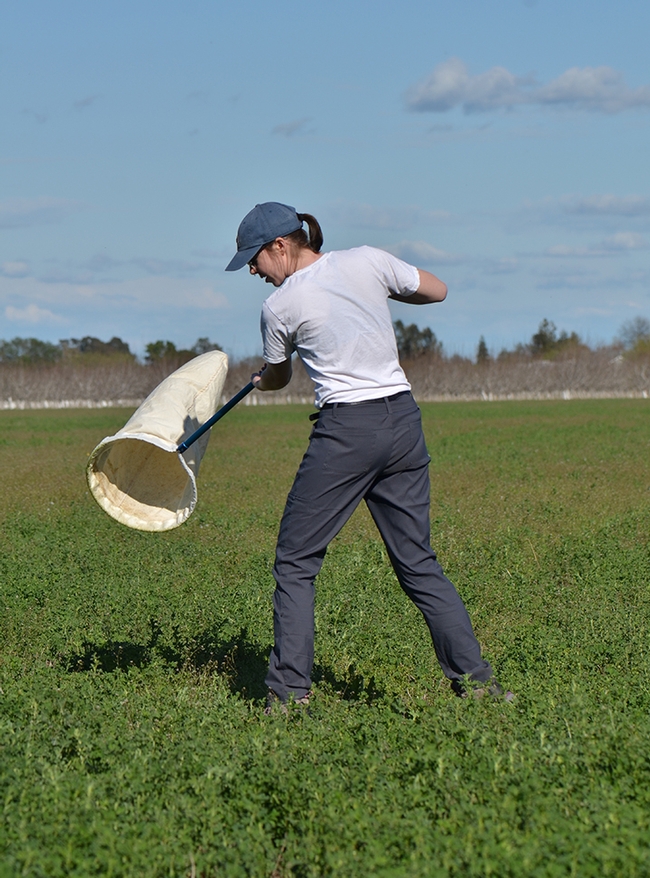 Graduate student Madi Hendrick sweeping an alfalfa field for pests.