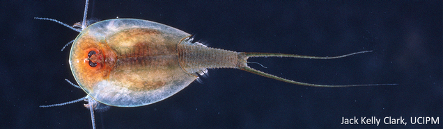 Tadpole shrimp, a pest of rice. (UC ANR Photo by Jack Kelly Clark)