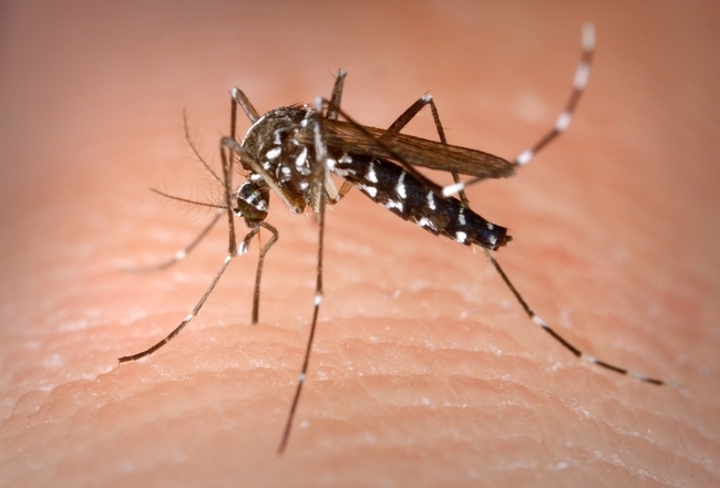 Aedes albopictus, known as the Asian tiger mosquito. (CDC Photo)
