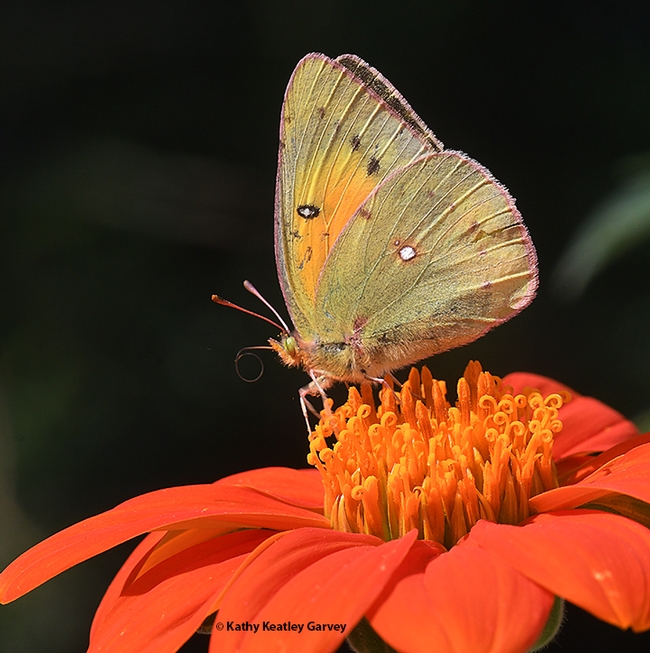 The larvae of the alfalfa butterfly are major pests of alfalfa. This butterfly is sipping nectar from a Mexican sunflower, Tithonia rotundifolia. (Photo by Kathy Keatley Garvey)