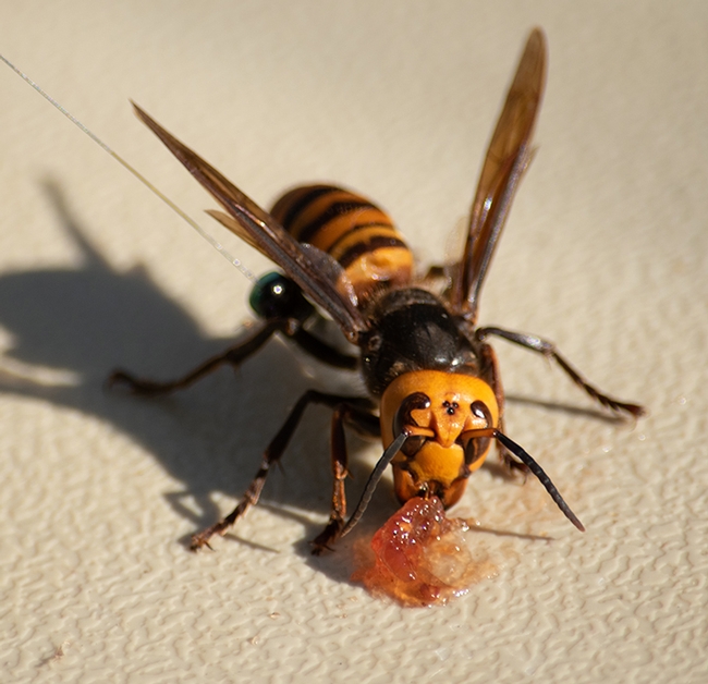 Close-up of the Asian giant hornet, Vespa mandarinia.  (Photo courtesy of Washington Department of Agriculture)
